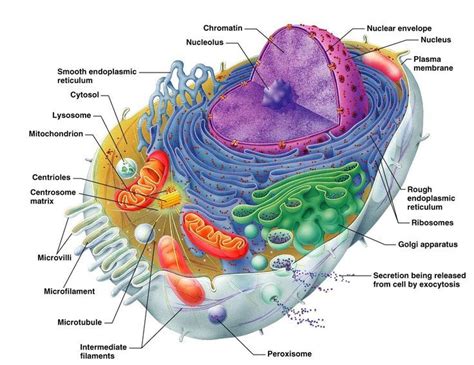 human cell anatomy  organels diagram wwwanatomynotecom human