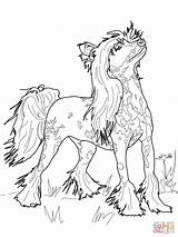 Chinese Crested Coloring Pages Dog Adult Supercoloring Dogs Color Hairless sketch template