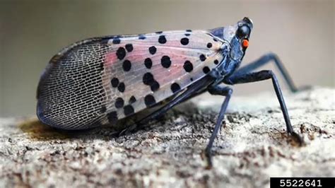 spotted lanternfly invasive pest causing havoc  plants  nj