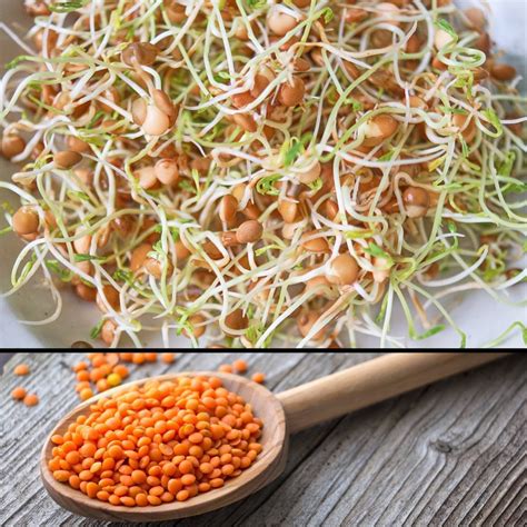 sprouting seeds red lentils  seed collection