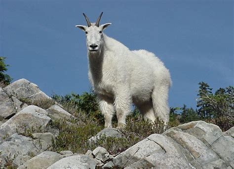 mountain goat  biggest animals kingdom