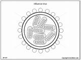 Influenza Virus Drawing Diagram Illustration Toolkit Included Following sketch template