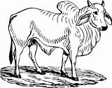 Ox Brahman Brahma Cattle Stier Mammal Ausmalbild Angus Coloring Hereford Picpng Pngegg Webstockreview Malvorlage Clipground Sonstige Toro I2clipart Clipartist Needpix sketch template