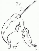Narwhal Disegni Narvalo Everfreecoloring Narwhals Colorare sketch template