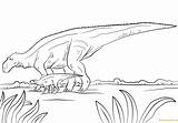 Pages Maiasaura Coloring Dinosaur Dino Cretaceous Edmontosaurus Period Dinosaurs Billed Duck Corythosaurus Hadrosaurus Jurassic Park Deinonychus Anatosaurus Sketch Velociraptor Color sketch template