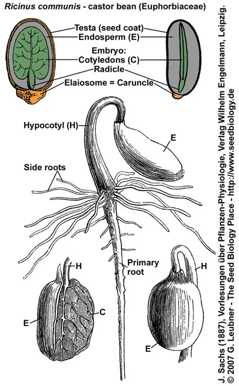 seed biology place seed structure  anatomy