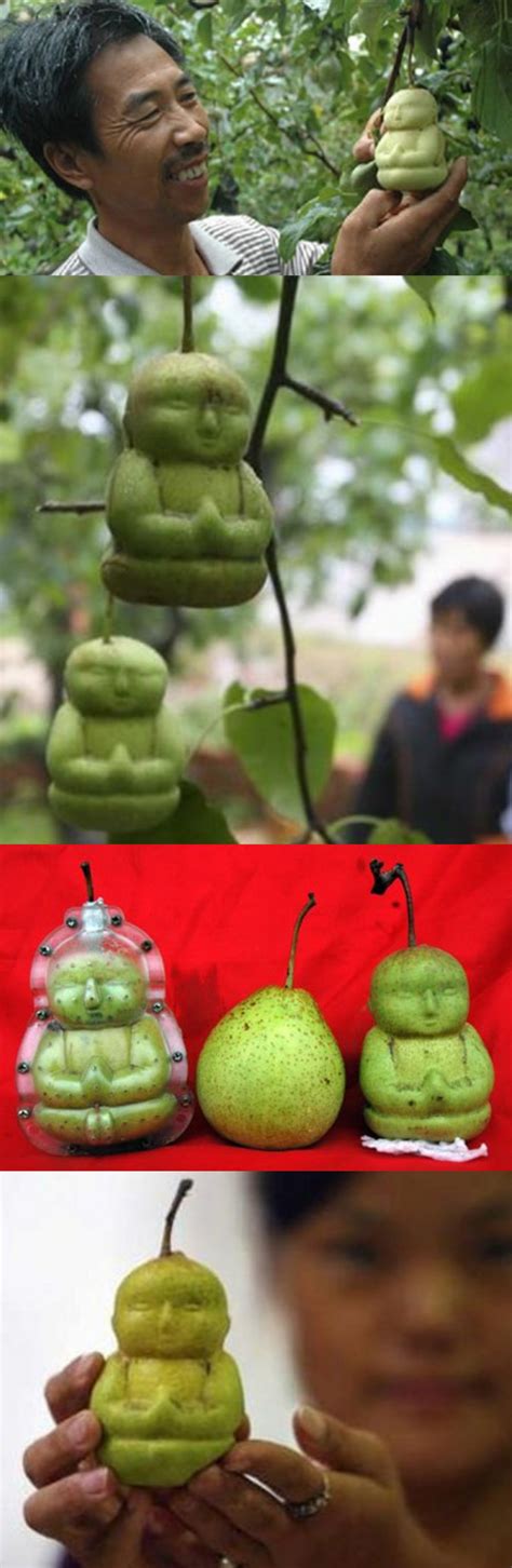 buddha shaped pears from china chinese farmer hao xianzhang has