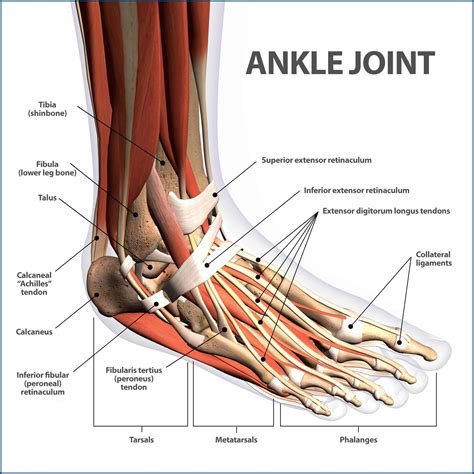 anatomy   ankle  joints  foot images   finder