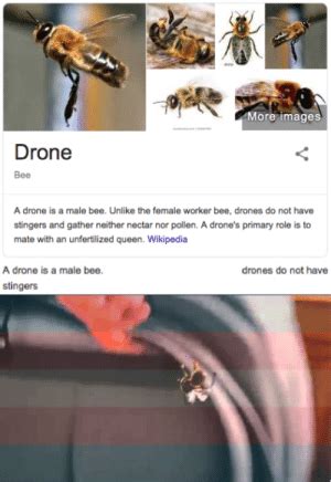 images drone bee  drone   male bee   female worker bee drones
