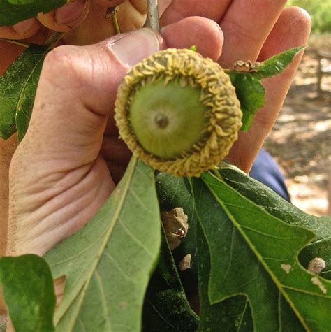 foraging texas acorn oak