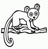 Lemur Rainforest Lemure Endangered Dltk Tiere Malvorlage Clipartmag Popular Gratismalvorlagen Kategorien sketch template