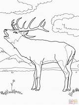 Coloring Deer Pages Elk Red Color Printable Bull Mule Print Buck Supercoloring Template European Fighting Popular Moose Templates sketch template