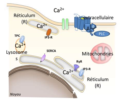 tp numerique  la recherche du calcium intracellulaire