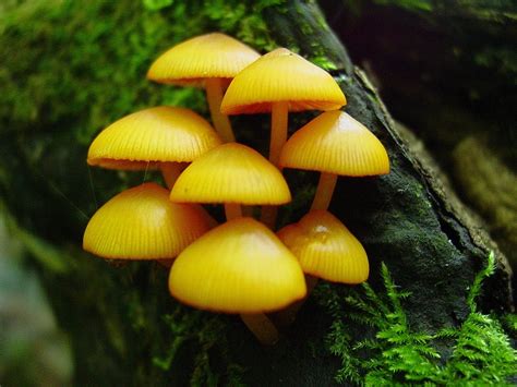 wiseacre gardens blog archive mushroom wallpaper