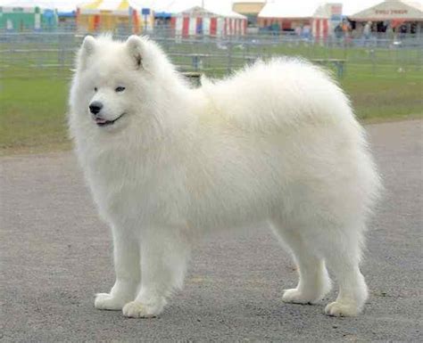 cehpartnershiporg cute dogs breeds fluffy dogs white dog breeds
