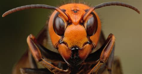 What Are Murder Hornets Asian Giant Hornet In The Us