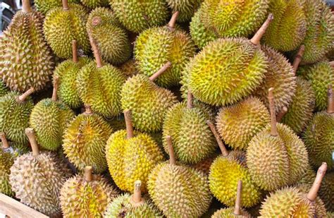 durian frucht  verpackungen zum verkauf  markt gelb durian