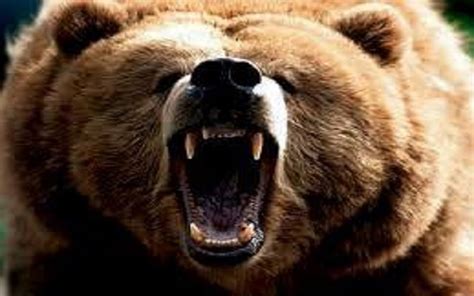 bear attack aowanders
