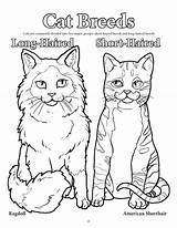 Coloring Cats Dogs Book sketch template