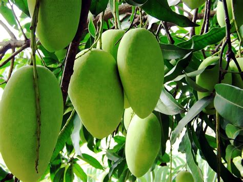 nature mango fruit tree wallpaper widescreen full hd desktop background photo free