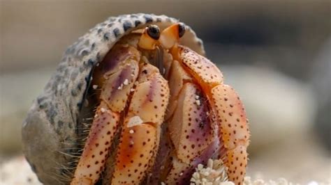 hermit crabs swapping shells   crazy remarkable  video
