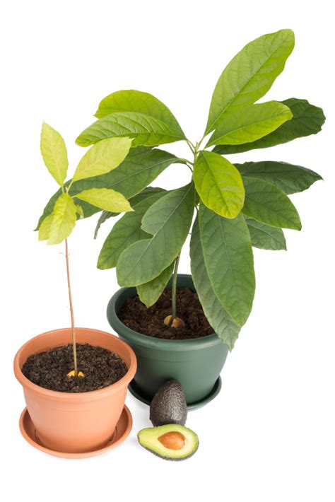 Avocado Pflanzen Der Große Ratgeber