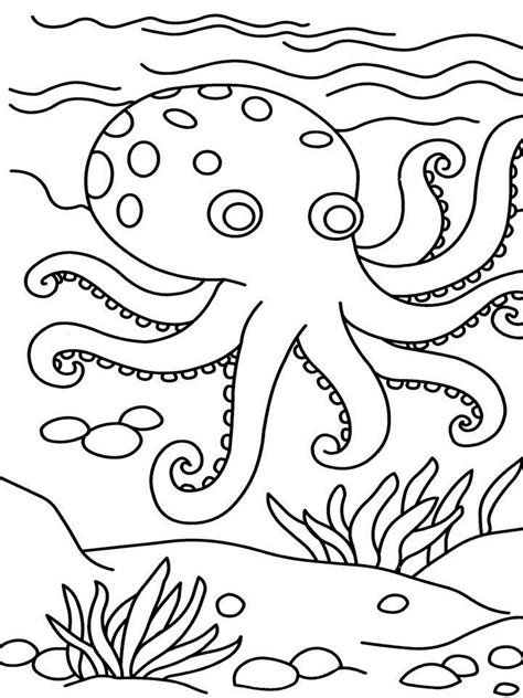 octopus coloring page  kids