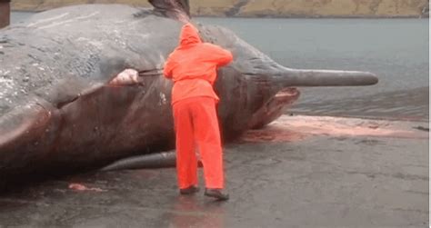 unsuspecting scientist narrowly misses being blown away as whale corpse explodes in front of him