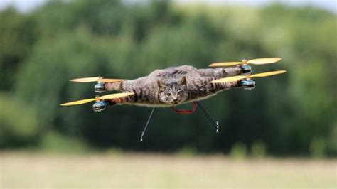 cat drone inventor works  flying cows bbc news