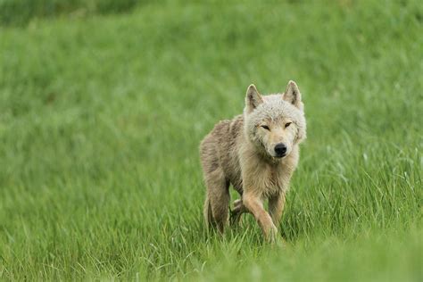 young wolf  grasses  kukak bay photograph  carl johnson fine art america