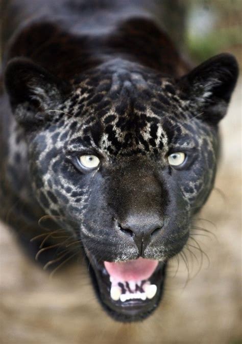 black jaguar  melanistic color variant   black