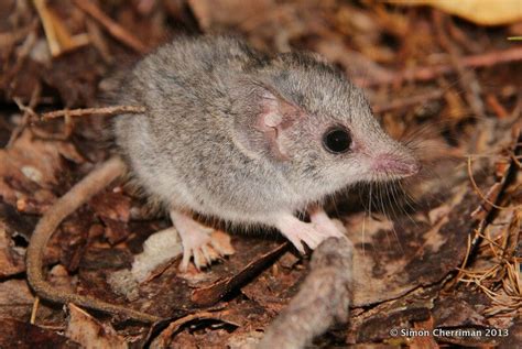 gray bellied dunnart