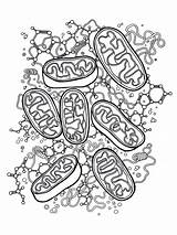 Mitochondria Coloring Pages Template sketch template