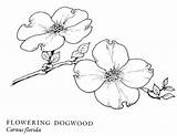Dogwood Flower Drawing Flowers Blossom Tree Branch Botanical Drawings Sketch Google Show Outline Line Coloring Tattoo Pacific Search Trees Blossoms sketch template