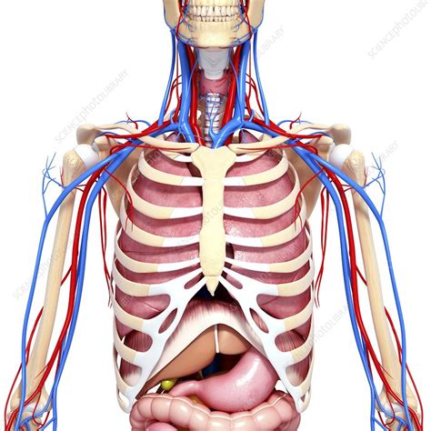 upper anatomy human body