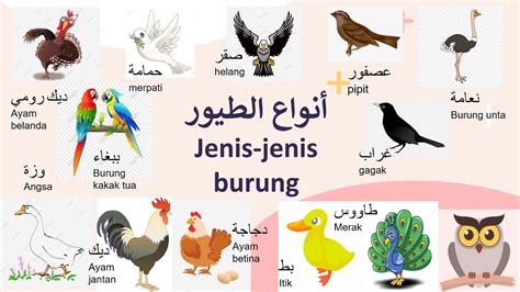bahasa arab   jais tajuk  burung burung youtube