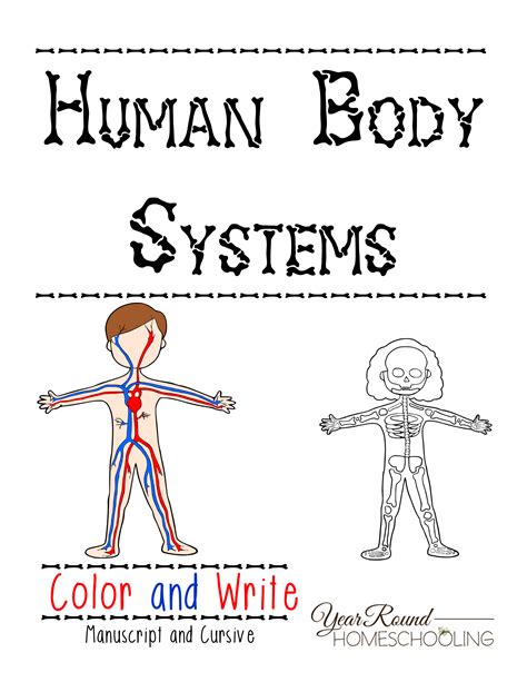printable human body systems worksheets printable worksheets
