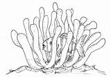 Anemone Sea Clipart Drawing Fish Coral Clown Clip Cliparts Library sketch template