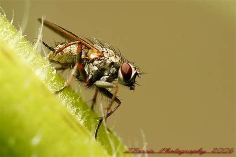 super fly taken with a canon 30d using a canon ef s 60mm m… flickr