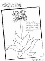 Agave Cactus Coloring Start Then Open Print sketch template