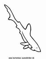Ausmalbilder Kostenlose Haie Tiere Tigerhai Ausmalen Dein sketch template