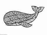 Coloring Pages Whale Dolphin Whales Dolphins Color sketch template