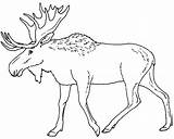 Moose Coloring Pages Eland Print Elk Color Head Printable Drawing Animal Caribou Animals Sheet Kids Colouring Outline Canada Draw Line sketch template