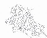 Coloring Pages Monarch Butterfly Butterflies Fractals Queen Below Monarchs Malformed Chrysalis Above Got Still Popular Coloringhome sketch template