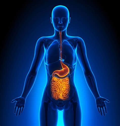 gut health  cancer natural health journeys