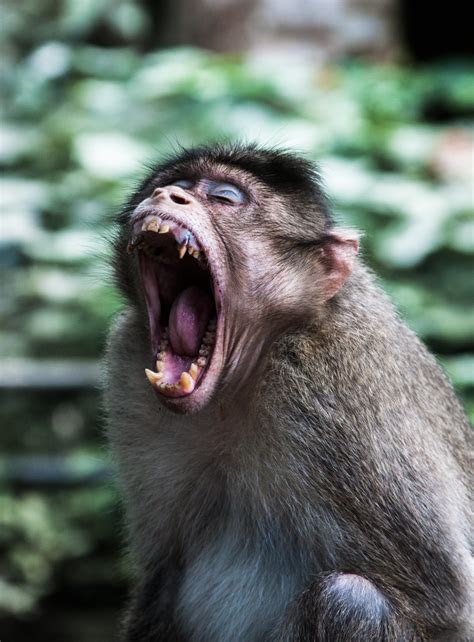 angry   wayanad kerala india  monkey flickr