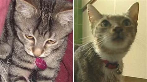 christine hemming cat theft case wrong kitten found bbc news