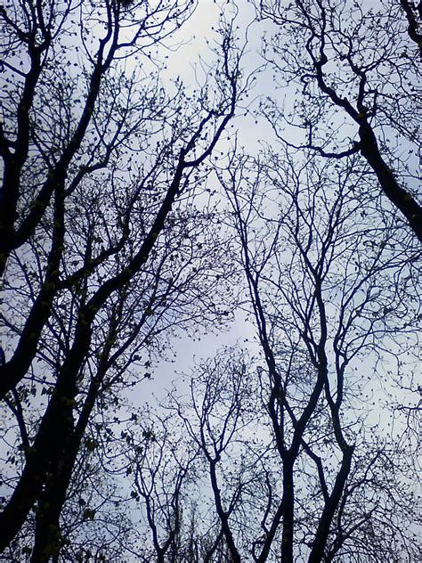 gray trees  impertinentrogue  deviantart