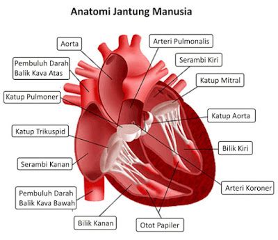 soal gambar anatomi jantung blog guru kelas