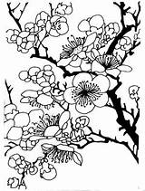 Plum Blossom Drawing Coloring Pages Japanese Drawings Template Tree Getdrawings Color Sketch Choose Board sketch template